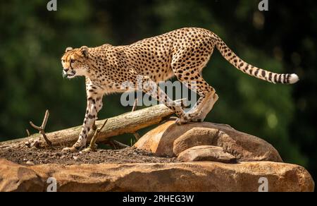 Cheetah Darcy explore son territoire nouvellement développé qui couvre 10 000 000 carrés au Yorkshire Wildlife Park, près de Doncaster. Darcy, âgée de quatre ans, a voyagé de la réserve naturelle de Fota en Irlande à YWP la semaine dernière où elle sera rejointe par Brooke, un mâle de 13 ans, qui quitte le Bristol Zoo Project, sur recommandation du European Endangered Species Programme. La réserve ouvre au public vendredi. Date de la photo : mercredi 16 août 2023. Banque D'Images