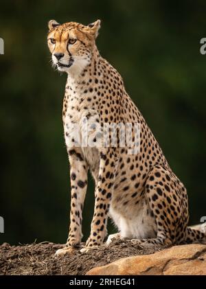 Cheetah Darcy explore son territoire nouvellement développé qui couvre 10 000 000 carrés au Yorkshire Wildlife Park, près de Doncaster. Darcy, âgée de quatre ans, a voyagé de la réserve naturelle de Fota en Irlande à YWP la semaine dernière où elle sera rejointe par Brooke, un mâle de 13 ans, qui quitte le Bristol Zoo Project, sur recommandation du European Endangered Species Programme. La réserve ouvre au public vendredi. Date de la photo : mercredi 16 août 2023. Banque D'Images