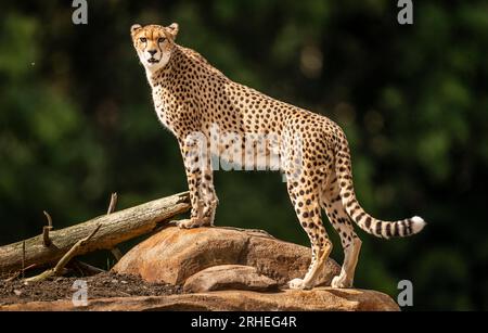 Cheetah Darcy explore son territoire nouvellement développé qui couvre 10 000 000 carrés au Yorkshire Wildlife Park, près de Doncaster. Darcy, âgée de quatre ans, a voyagé de la réserve naturelle de Fota en Irlande à YWP la semaine dernière où elle sera rejointe par Brooke, un mâle de 13 ans, qui quitte le Bristol Zoo Project, sur recommandation du European Endangered Species Programme. La réserve ouvre au public vendredi. Date de la photo : mercredi 16 août 2023. Banque D'Images