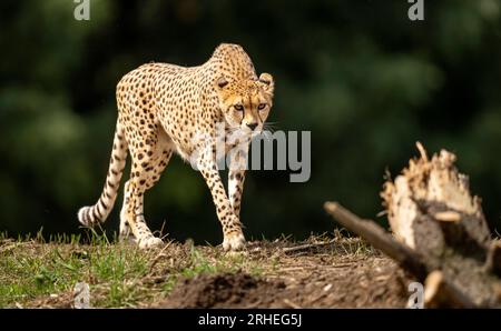 Cheetah Darcy explore son territoire nouvellement développé qui couvre 10 000 000 carrés au Yorkshire Wildlife Park, près de Doncaster. Darcy, âgée de quatre ans, a voyagé de la réserve naturelle de Fota en Irlande à YWP la semaine dernière où elle sera rejointe par Brooke, un mâle de 13 ans, qui quitte le Bristol Zoo Project, sur recommandation du European Endangered Species Programme. La réserve ouvre au public vendredi. Date de la photo : mercredi 16 août 2023. Banque D'Images