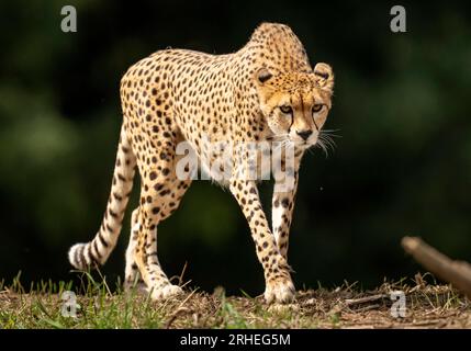 Cheetah Darcy explore son territoire nouvellement développé qui couvre 10 000 000 carrés au Yorkshire Wildlife Park, près de Doncaster. Darcy, âgée de quatre ans, a voyagé de la réserve naturelle de Fota en Irlande à YWP la semaine dernière où elle sera rejointe par Brooke, un mâle de 13 ans, qui quitte le Bristol Zoo Project, sur recommandation du European Endangered Species Programme. La réserve ouvre au public vendredi. Date de la photo : mercredi 16 août 2023. Banque D'Images