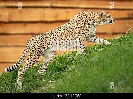 Cheetah Darcy explore son territoire nouvellement développé qui couvre 10 000 000 carrés au Yorkshire Wildlife Park, près de Doncaster. Darcy, âgée de quatre ans, a voyagé de la réserve naturelle de Fota en Irlande à YWP la semaine dernière où elle sera rejointe par Brooke, un mâle de 13 ans, qui quitte le Bristol Zoo Project, sur recommandation du European Endangered Species Programme. La réserve ouvre au public vendredi. Date de la photo : mercredi 16 août 2023. Banque D'Images