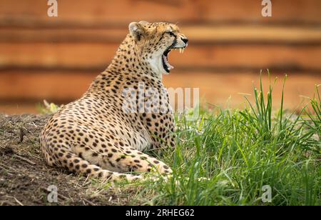 Cheetah Darcy explore son territoire nouvellement développé qui couvre 10 000 000 carrés au Yorkshire Wildlife Park, près de Doncaster. Darcy, âgée de quatre ans, a voyagé de la réserve naturelle de Fota en Irlande à YWP la semaine dernière où elle sera rejointe par Brooke, un mâle de 13 ans, qui quitte le Bristol Zoo Project, sur recommandation du European Endangered Species Programme. La réserve ouvre au public vendredi. Date de la photo : mercredi 16 août 2023. Banque D'Images