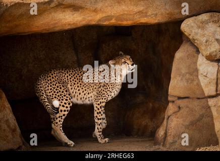 Cheetah Darcy explore son territoire nouvellement développé qui couvre 10 000 000 carrés au Yorkshire Wildlife Park, près de Doncaster. Darcy, âgée de quatre ans, a voyagé de la réserve naturelle de Fota en Irlande à YWP la semaine dernière où elle sera rejointe par Brooke, un mâle de 13 ans, qui quitte le Bristol Zoo Project, sur recommandation du European Endangered Species Programme. La réserve ouvre au public vendredi. Date de la photo : mercredi 16 août 2023. Banque D'Images