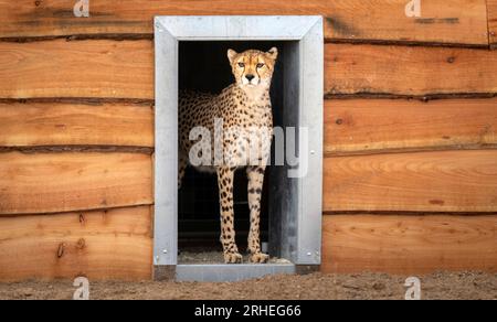 Cheetah Darcy explore son territoire nouvellement développé qui couvre 10 000 000 carrés au Yorkshire Wildlife Park, près de Doncaster. Darcy, âgée de quatre ans, a voyagé de la réserve naturelle de Fota en Irlande à YWP la semaine dernière où elle sera rejointe par Brooke, un mâle de 13 ans, qui quitte le Bristol Zoo Project, sur recommandation du European Endangered Species Programme. La réserve ouvre au public vendredi. Date de la photo : mercredi 16 août 2023. Banque D'Images