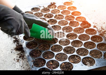 Les agriculteurs plantent des semences dans des plateaux de semis. Banque D'Images