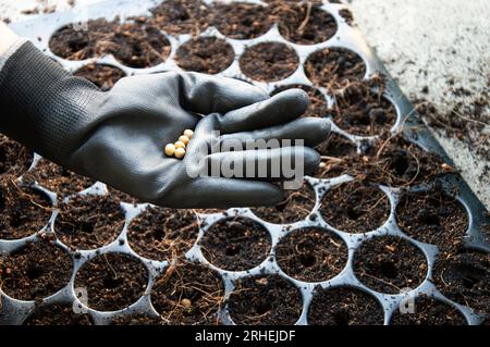 Les agriculteurs plantent des semences dans des plateaux de semis. Banque D'Images