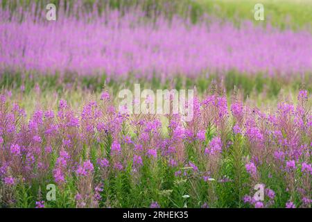 Rosebay Willowherb - Chamaenerion angustifolium - Écosse, Royaume-Uni Banque D'Images