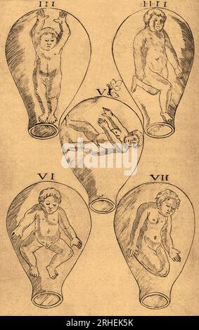 Gravures d’un fœtus dans l’utérus, d’après une traduction anglaise du manuel de sages-femmes d’Eucharius Rösslin, le Byrth de Mankynde (1545). Banque D'Images