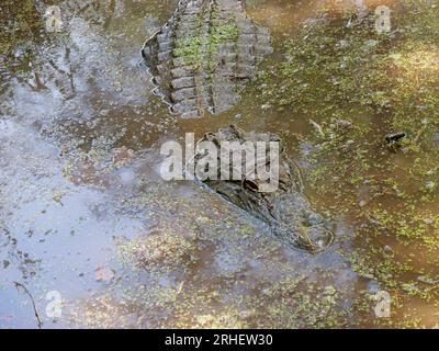 Alligator américain dans Southern Swampy Bayou Habitat Banque D'Images