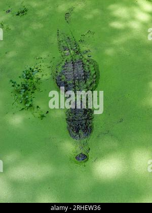Alligator américain dans Southern Swampy Bayou Habitat Banque D'Images