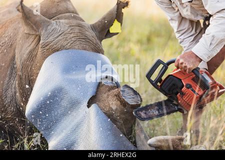 Écorner un rhinocéros blanc avec une tronçonneuse pour les efforts de conservation des rhinocéros afin de prévenir le braconnage et la mise à mort des rhinocéros en Afrique australe Banque D'Images