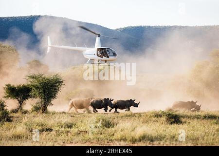 Hélicoptère rassemblant des rhinocéros blancs pendant les efforts de conservation des rhinocéros en Afrique australe Banque D'Images