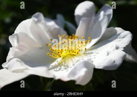 Blanc rosa rugosa s'est levé sur un fond sombre par une journée ensoleillée Banque D'Images