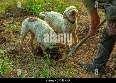 2 chiens de Lagotto Romagnolo, chien truffe, fouille à la recherche de truffes. L'homme aide les chiens à creuser le sol trop fort. Abruzzes, Italie, Europe Banque D'Images