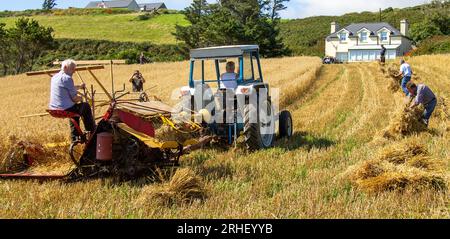 Récolte des récoltes d'avoine en utilisant les méthodes traditionnelles. Banque D'Images