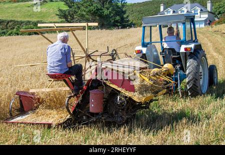 Récolte des récoltes d'avoine en utilisant les méthodes traditionnelles. Banque D'Images