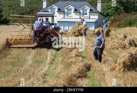 Récolte des récoltes d'avoine en utilisant les méthodes traditionnelles. Banque D'Images