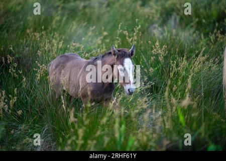 Camargue Cheval, adulte et poulain mangeant de l'herbe à travers le marais, Saintes Marie de la Mer en Camargue, dans le sud de la France Banque D'Images