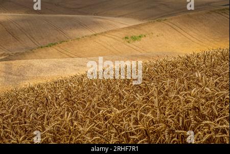 Été doré - Paysage vallonné de Toscane morave pendant la saison des récoltes. Banque D'Images