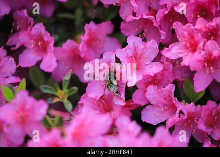 Les bourdons pollinisent les fleurs violettes Banque D'Images