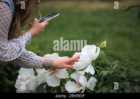La fille photographie des fleurs blanches au téléphone Banque D'Images