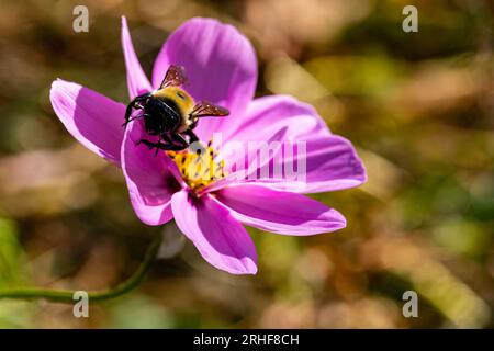 L'abeille pollinise la fleur pourpre Banque D'Images