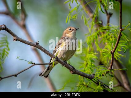 Cette Paruline jaune-rumped perché joliment sur une branche momentanément alors qu'elle se nourrissait dans un bois du Texas pendant sa migration printanière. Banque D'Images