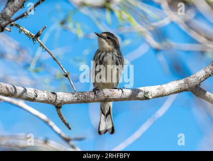 Cette Paruline jaune-rumped perché joliment sur une branche momentanément alors qu'elle se nourrissait dans un bois du Texas pendant sa migration printanière. Banque D'Images