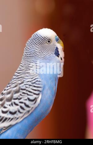 Un portrait en gros plan d'un budgerigar bleu Banque D'Images