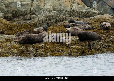 Phoques communs reposant sur la côte de Clayaquot Sound, sur la côte ouest de l'île de Vancouver au Canada. Banque D'Images