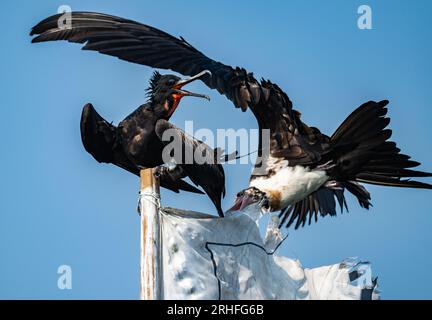 Deux frigidaires de l'île Christmas (Fregata andrewsi) se battent pour la position. Java, Indonésie. Banque D'Images