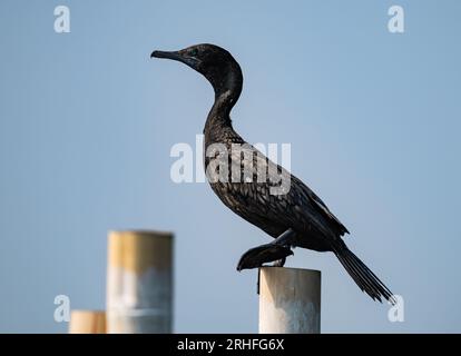 Un petit Cormoran noir (Phalacrocorax sulcirostris) perché sur un poteau en bois. Java, Indonésie. Banque D'Images