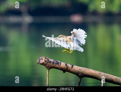 Un étang-Héron de Javan (Ardeola speciosa) atterrissant sur un arbre en bas. Java, Indonésie. Banque D'Images