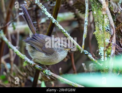 Une Paruline de brousse aberrante (Horornis flavolivaceus) perchée sur une branche. Java, Indonésie. Banque D'Images