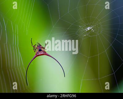 Une araignée Orbweaver à longues cornes (Gasteracantha arcuata) sur sa toile. Java, Indonésie. Banque D'Images