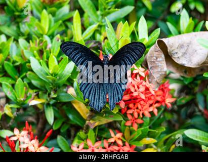 Un papillon à queue d'aronde grand mormon (Papilio memnon) se nourrissant de fleurs. Sumatra, Indonésie. Banque D'Images