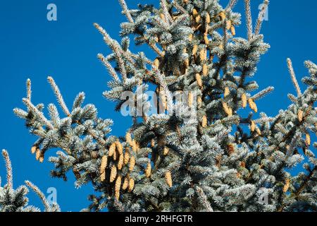 Jeunes cônes sur une épinette bleue (Picea pungens glauca) sur un ciel bleu profond comme arrière-plan Banque D'Images