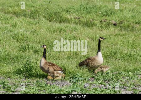 Fiers parents d'oies canadiennes avec de jeunes oisons dans l'herbe haute Banque D'Images