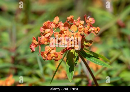 Gros plan des fleurs de Griffiths (euphorbia griffithii) en fleurs Banque D'Images