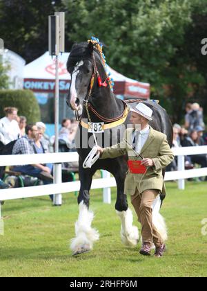 Shire Horses en compétition au Great Yorkshire Show 2023 Banque D'Images