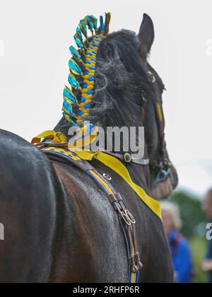 Shire Horses en compétition au Great Yorkshire Show 2023 Banque D'Images