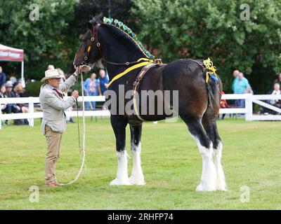 Shire Horses en compétition au Great Yorkshire Show 2023 Banque D'Images