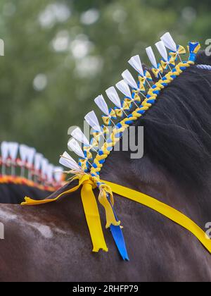 Shire Horses en compétition au Great Yorkshire Show 2023 Banque D'Images