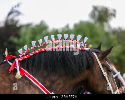 Shire Horses en compétition au Great Yorkshire Show 2023 Banque D'Images