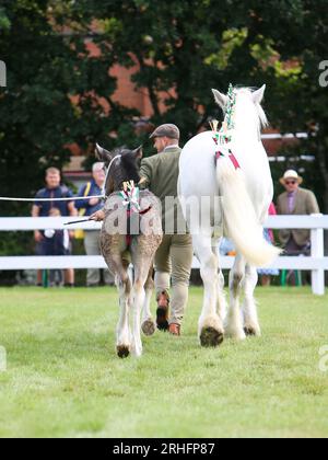 Shire Horses en compétition au Great Yorkshire Show 2023 Banque D'Images