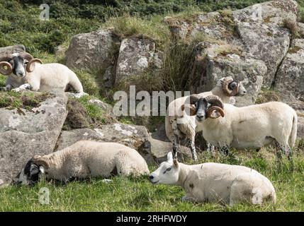 Troupeau de moutons avec de magnifiques cornes dans un champ et bain de soleil sur les rochers Banque D'Images