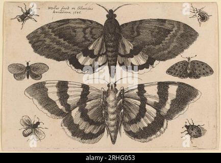 Deux papillons et six insectes 1646 par Venceslaus Hollar Banque D'Images