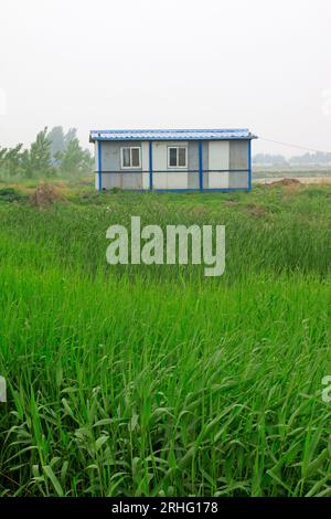 Maisons simples et roseau, nord de la chine Banque D'Images