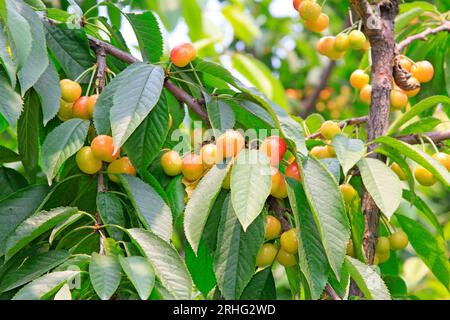 cerise dans une plantation du nord de la chine Banque D'Images